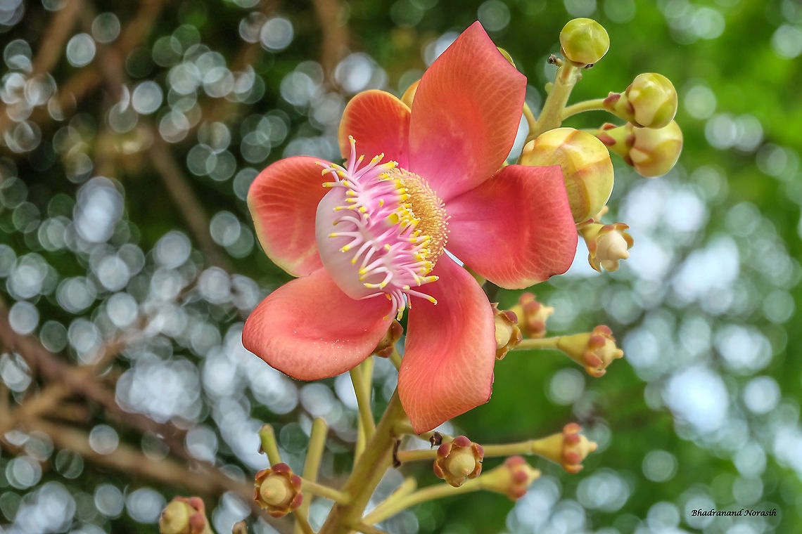 Couroupita guianensis  Cannonball tree,Couroupita guianensis,Geotagged,Summer,Thailand,flowers,nature,plant,tree