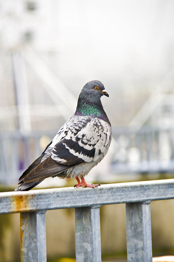 Domestic Rock Pigeon  Columba livia domestica,Domestic Rock Pigeon