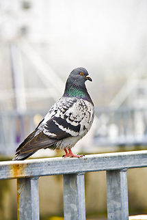 Domestic Rock Pigeon  Columba livia domestica,Domestic Rock Pigeon