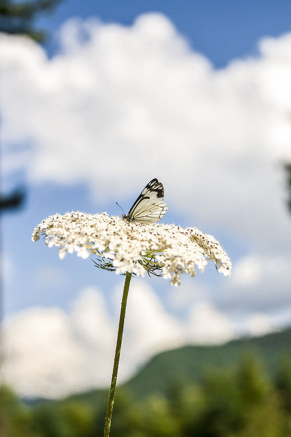 Pine White sitting on flower  Neophasia menapia,Pine White