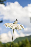 Pine White sitting on flower  Neophasia menapia,Pine White