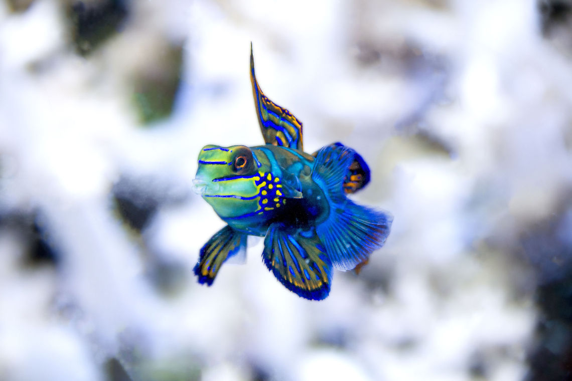Mandarinfish  Mandarinfish,Synchiropus splendidus