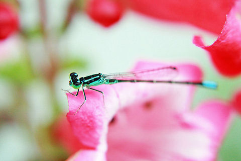 Swift_Forktail_Dragon_Fly  Ischnura erratica,Swift forktail