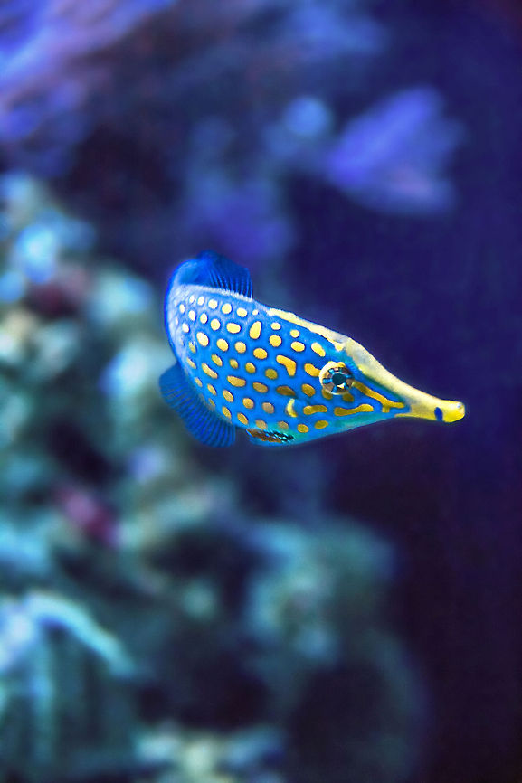 Orange spotted filefish  Orange spotted filefish,Oxymonacanthus longirostris