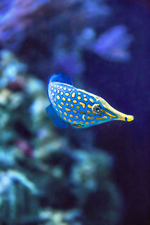 Orange spotted filefish  Orange spotted filefish,Oxymonacanthus longirostris