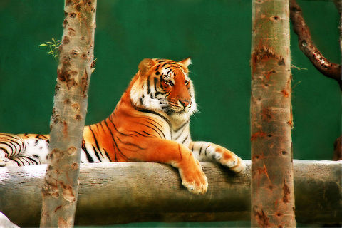 Tiger  Panthera tigris,Tiger