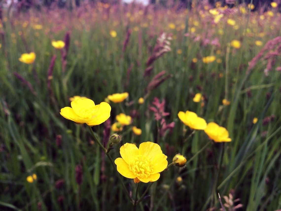 Ranunculus  Ranunculus acris