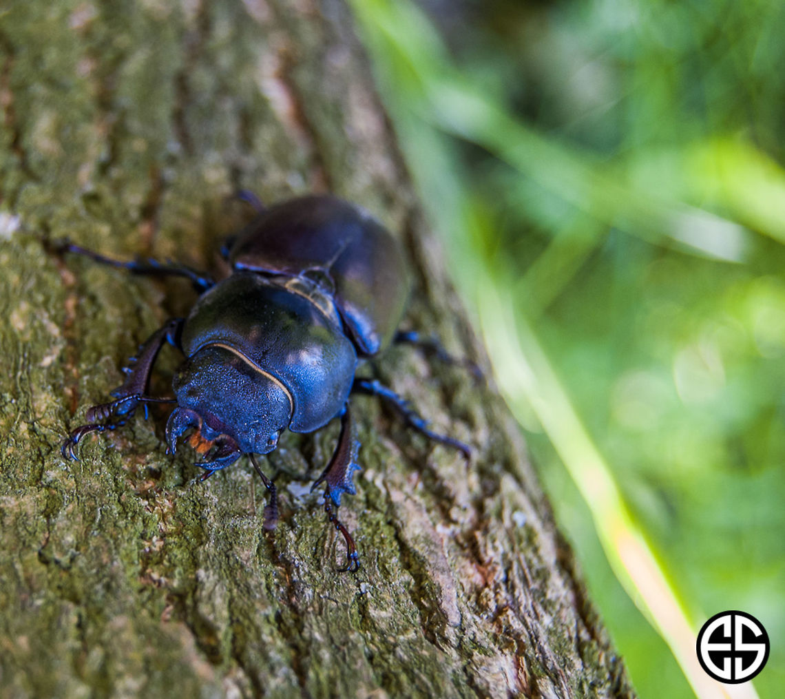 Stag beetle (Lucanus cervus)  Closeup,Geotagged,Lucanus cervus,Slovakia,Spring,Stag beetle,animal,macro,nature