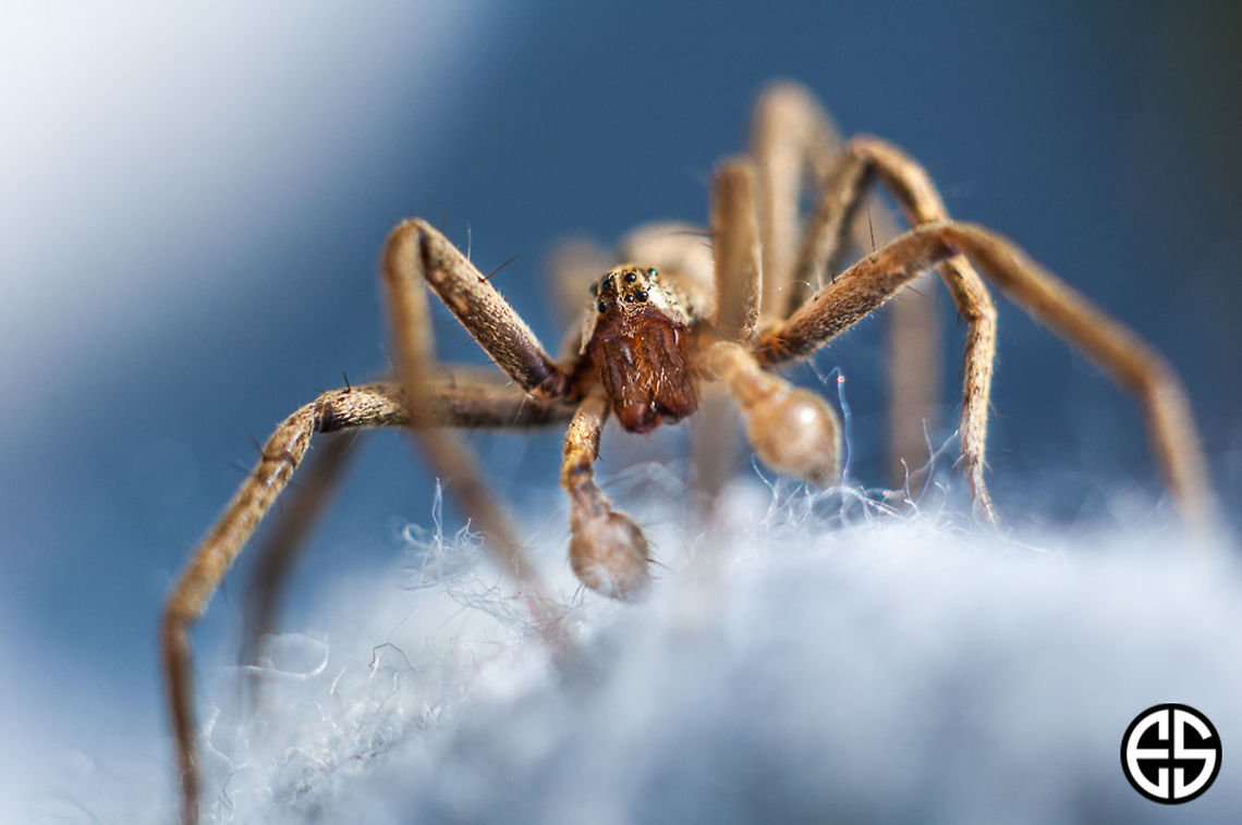 nursery web spider  Geotagged,PISAURA MIRABILIS,Slovakia,Spider,Spring,animal,macro,nature,nursery web spider