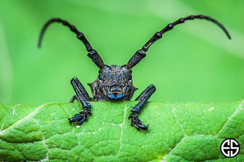 Lamia textor  Geotagged,Lamia textor,Lamie tisserand,Slovakia,Summer,animal,insect,nature,weaver beetle