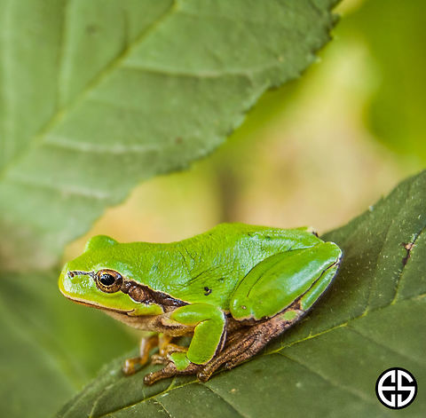 European tree frog  European tree frog,Geotagged,Hyla arborea,Slovakia,animal,frog,nature