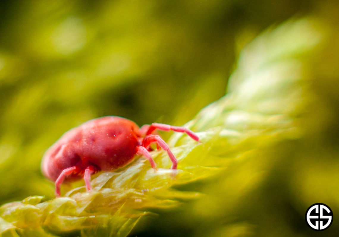 Velvet mite  Closeup,Geotagged,Slovakia,Spring,Trombidium holosericeum,animal,detail,green,macro,nature,red,velvet mite