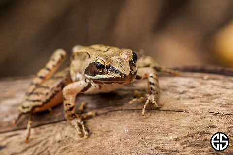 European Common Frog