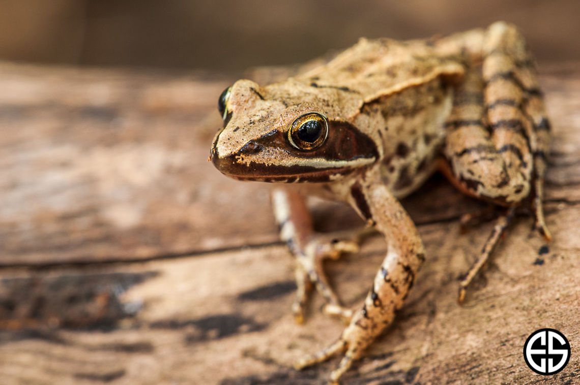 Rana temporaria #2  Common frog,European common brown frog,European common frog,European grass frog,Geotagged,Rana temporaria,Slovakia,Summer,animal,common frog,frog,nature
