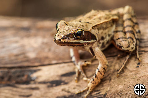 Rana temporaria #2  Common frog,European common brown frog,European common frog,European grass frog,Geotagged,Rana temporaria,Slovakia,Summer,animal,common frog,frog,nature