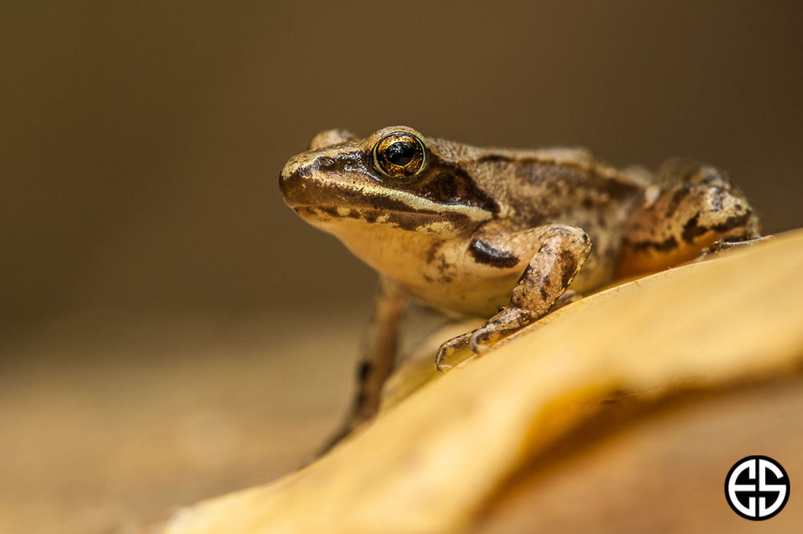 Rana temporaria #3  Common frog,European common brown frog,European common frog,European grass frog,Geotagged,Rana temporaria,Slovakia,Summer,animal,common frog,frog,macro,nature