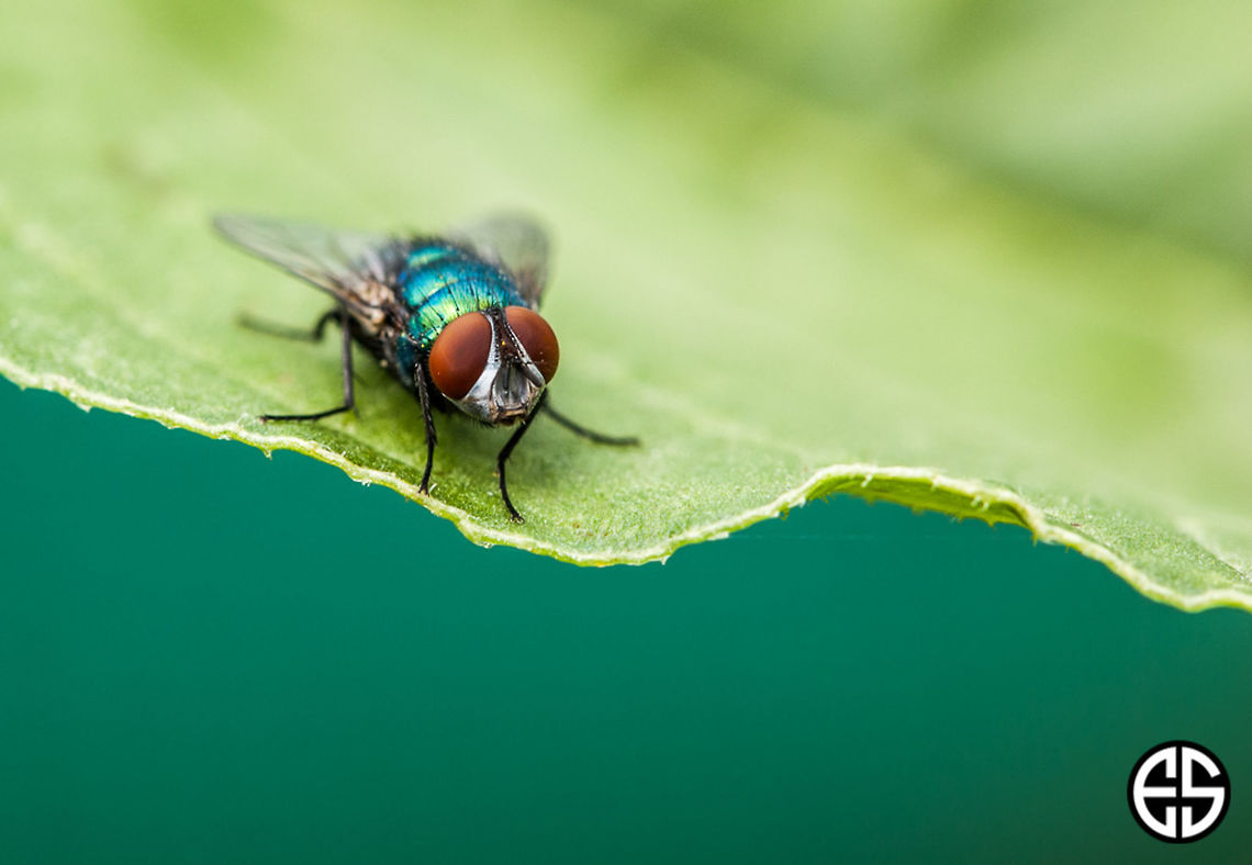 Green bottle fly  Common green bottle fly,Geotagged,Lucilia caesar,Lucilia sericata,Phaenicia sericata,Slovakia,detail,green bottle fly,greenbottle fly,macro,outdoor