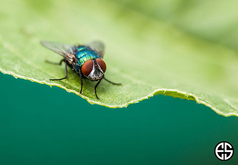 Green bottle fly  Common green bottle fly,Geotagged,Lucilia caesar,Lucilia sericata,Phaenicia sericata,Slovakia,detail,green bottle fly,greenbottle fly,macro,outdoor