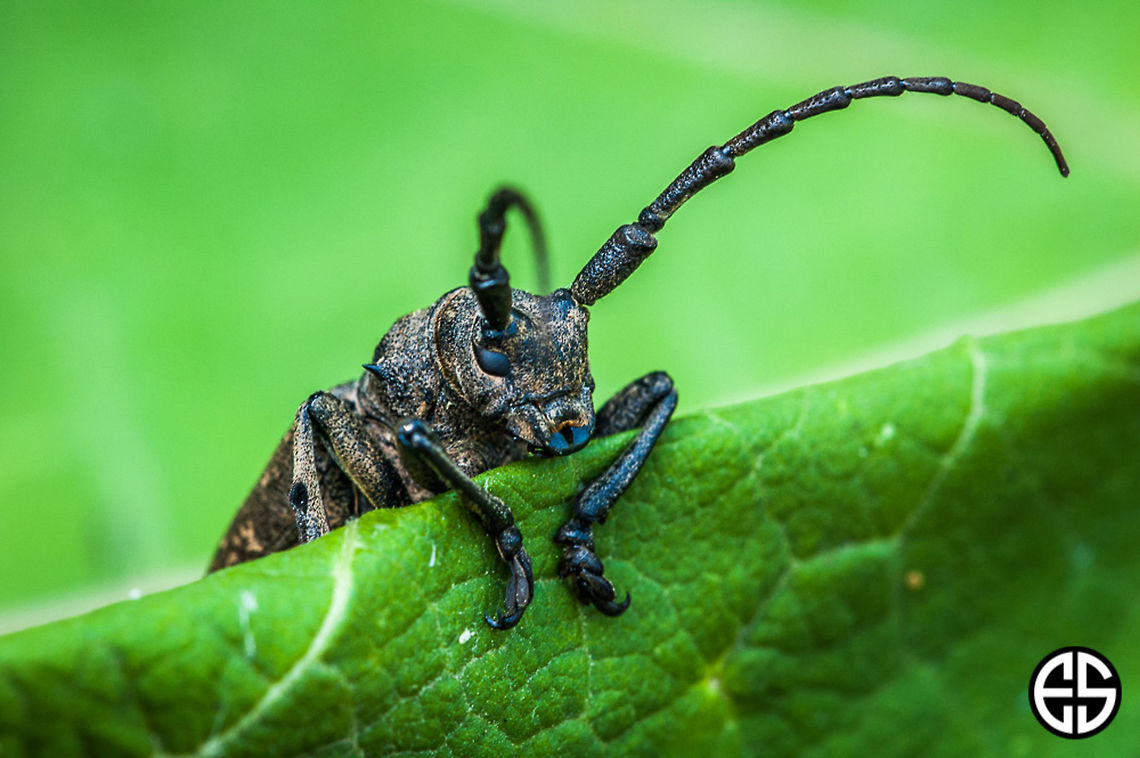 Lamia textor #2  Geotagged,Lamia textor,Lamie tisserand,Slovakia,Summer,animal,insect,nature,weaver beetle