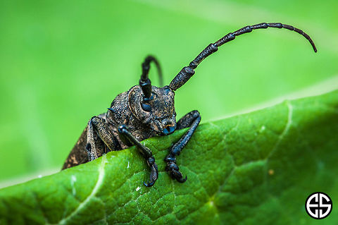 Lamia textor #2  Geotagged,Lamia textor,Lamie tisserand,Slovakia,Summer,animal,insect,nature,weaver beetle