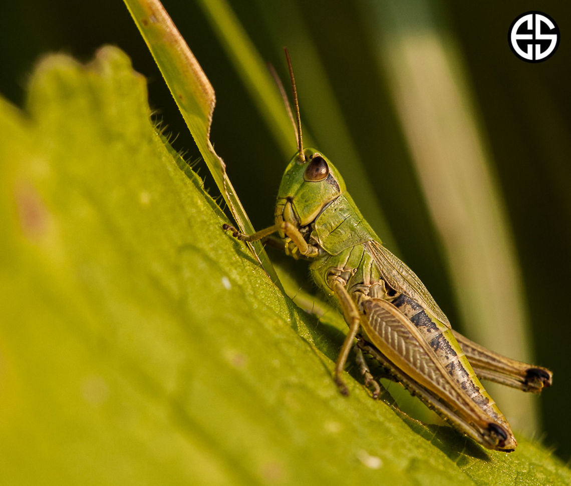 Caelifera  Caelifera,Chorthippus parallelus,Geotagged,Meadow grasshopper,Slovakia,Summer,animal,grasshoper,macro,nature