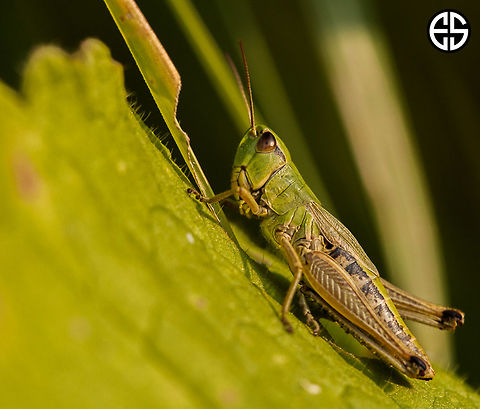 Caelifera  Caelifera,Chorthippus parallelus,Geotagged,Meadow grasshopper,Slovakia,Summer,animal,grasshoper,macro,nature