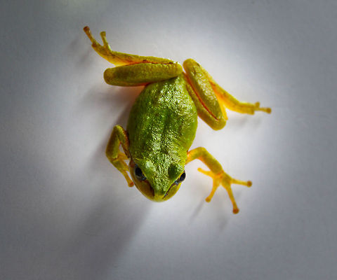 Little Tree Frog  Pacific tree frog,Pseudacris regilla
