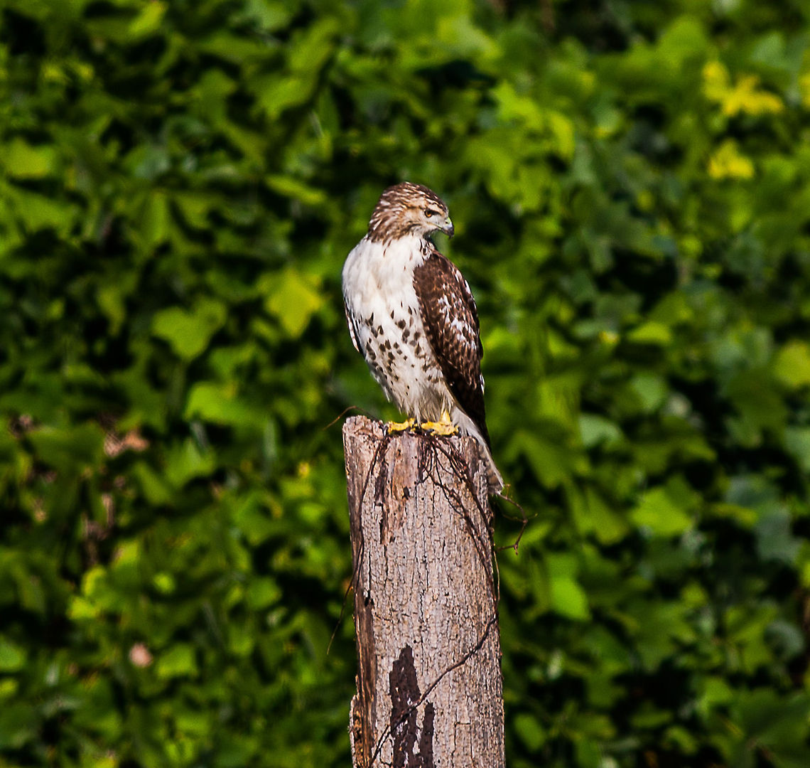 Red-tailed Hawk Was riding down the road and saw this guy hunting! Had to try to get the shot! Buteo jamaicensis,Red-tailed Hawk