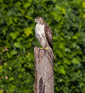Red-tailed Hawk I was riding down the road and saw this guy perched in hunting mode. Had to try to get the shot! Buteo jamaicensis,Red-tailed Hawk