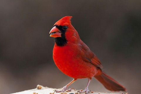 Northern Cardinal I took this beauty in my backyard Cardinalis cardinalis,Northern Cardinal