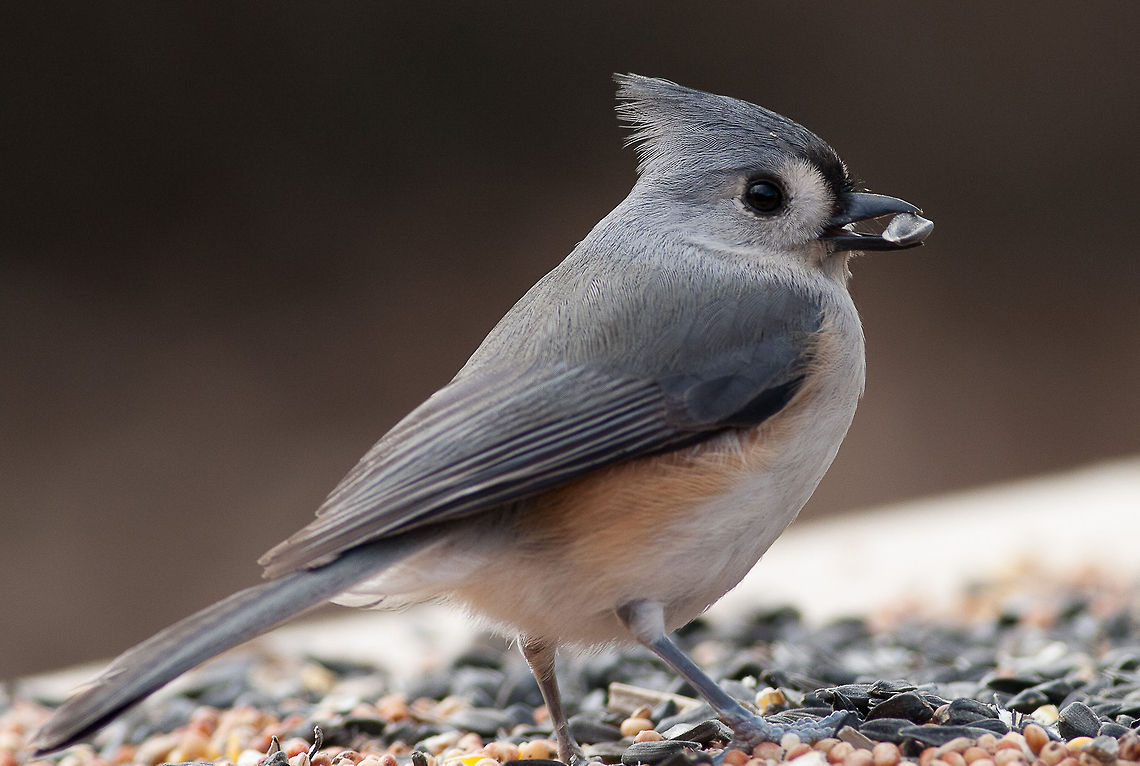 Tufted Titmouse I took this beauty in my backyard Baeolophus bicolor,Tufted Titmouse