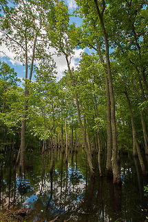 Mississippi Swamp This was taken will riding back roads on a Sunday afternoon in Mississippi Mississippi Swamp