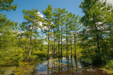 Mississippi swamp This was taken on the Tallahatchie Wildlife Refuge. It is full of natures beauty!!!! Mississippi Swamp
