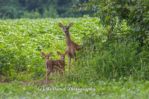 White-tailed deer White-tailed doe with fawns Geotagged,Odocoileus virginianus,United States,White-tailed Deer
