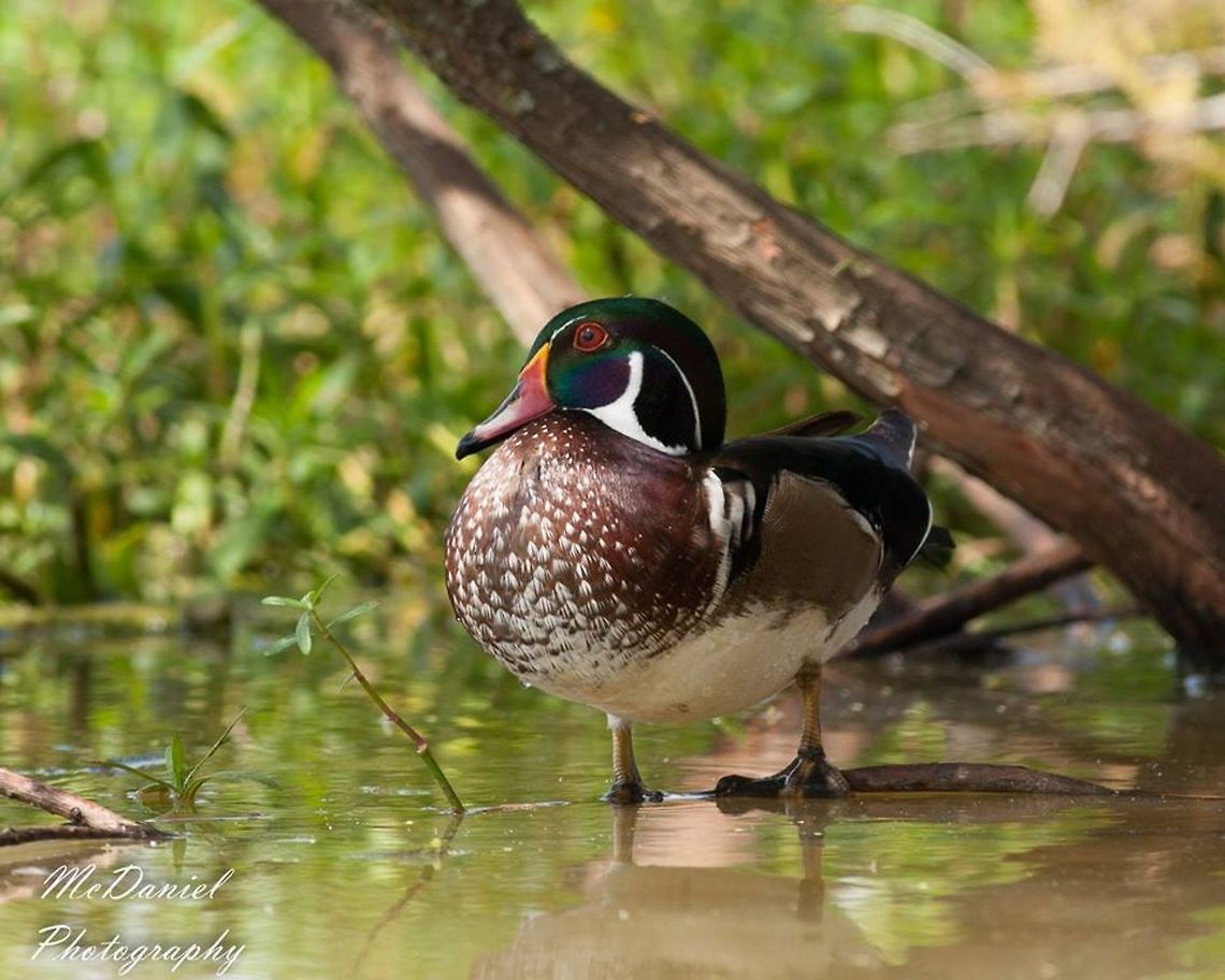 American Wood Duck American Wood Duck, Drake Aix sponsa,Geotagged,United States,Wood duck