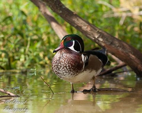 American Wood Duck American Wood Duck, Drake Aix sponsa,Geotagged,United States,Wood duck