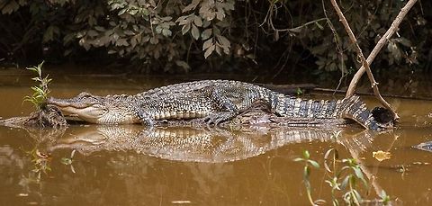 Alligator Alligator in Mississippi Alligator mississippiensis,American Alligator,Geotagged,United States