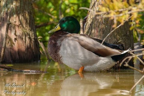 Mallard Mallard, drake Anas platyrhynchos,Geotagged,Mallard,United States