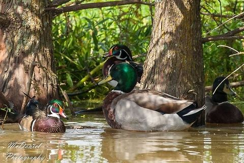 Mallards and Wood Ducks Drake Mallards and Wood Ducks Anas platyrhynchos,Geotagged,Mallard,United States