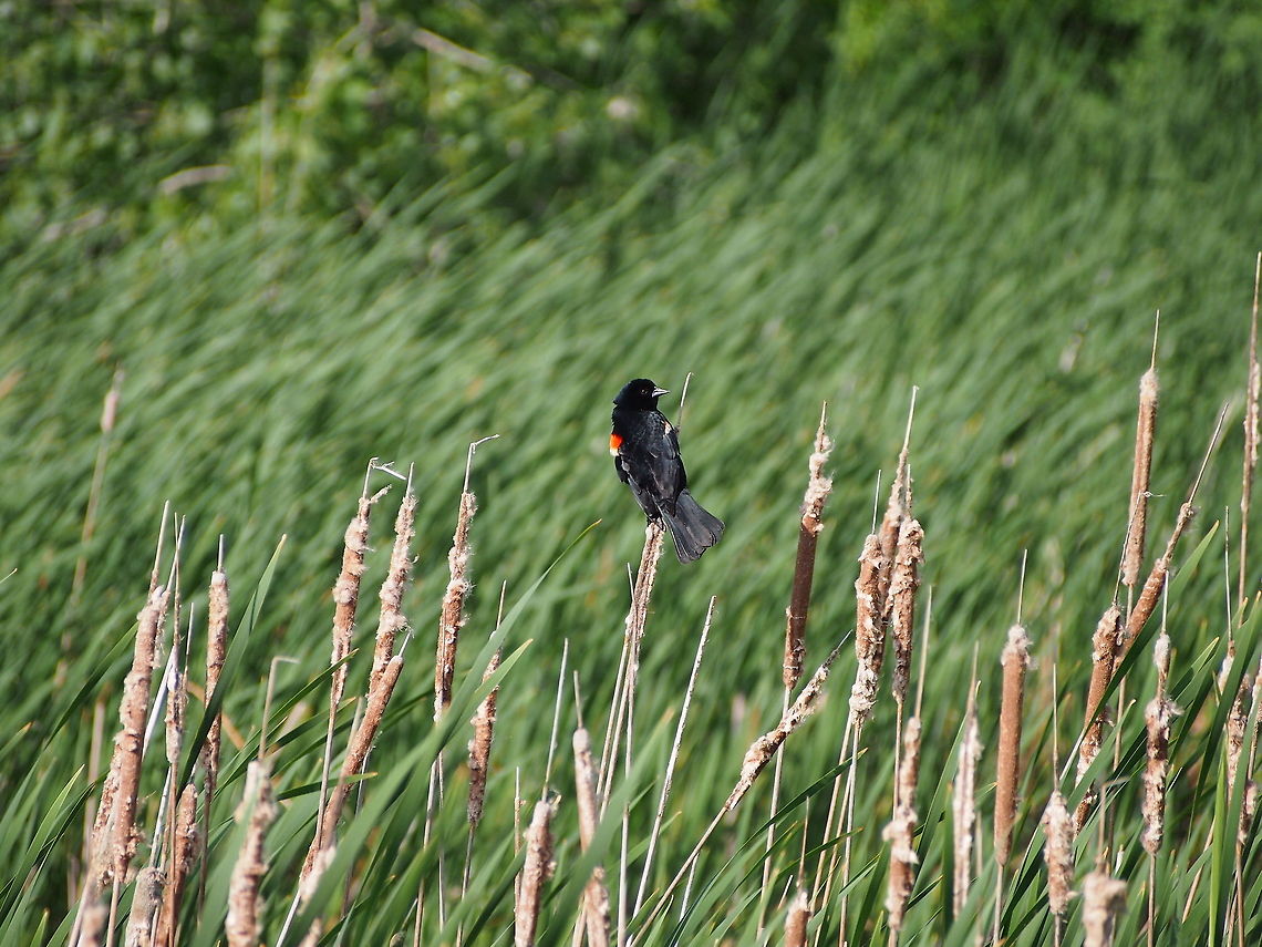 Red-winged blackbird (Agelaius phoeniceus)  Agelaius phoeniceus,Animal,Bird,Blackbird,Geotagged,Red-winged Blackbird,Red-winged blackbird,United States