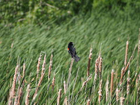 Red-winged blackbird (Agelaius phoeniceus)  Agelaius phoeniceus,Animal,Bird,Blackbird,Geotagged,Red-winged Blackbird,Red-winged blackbird,United States