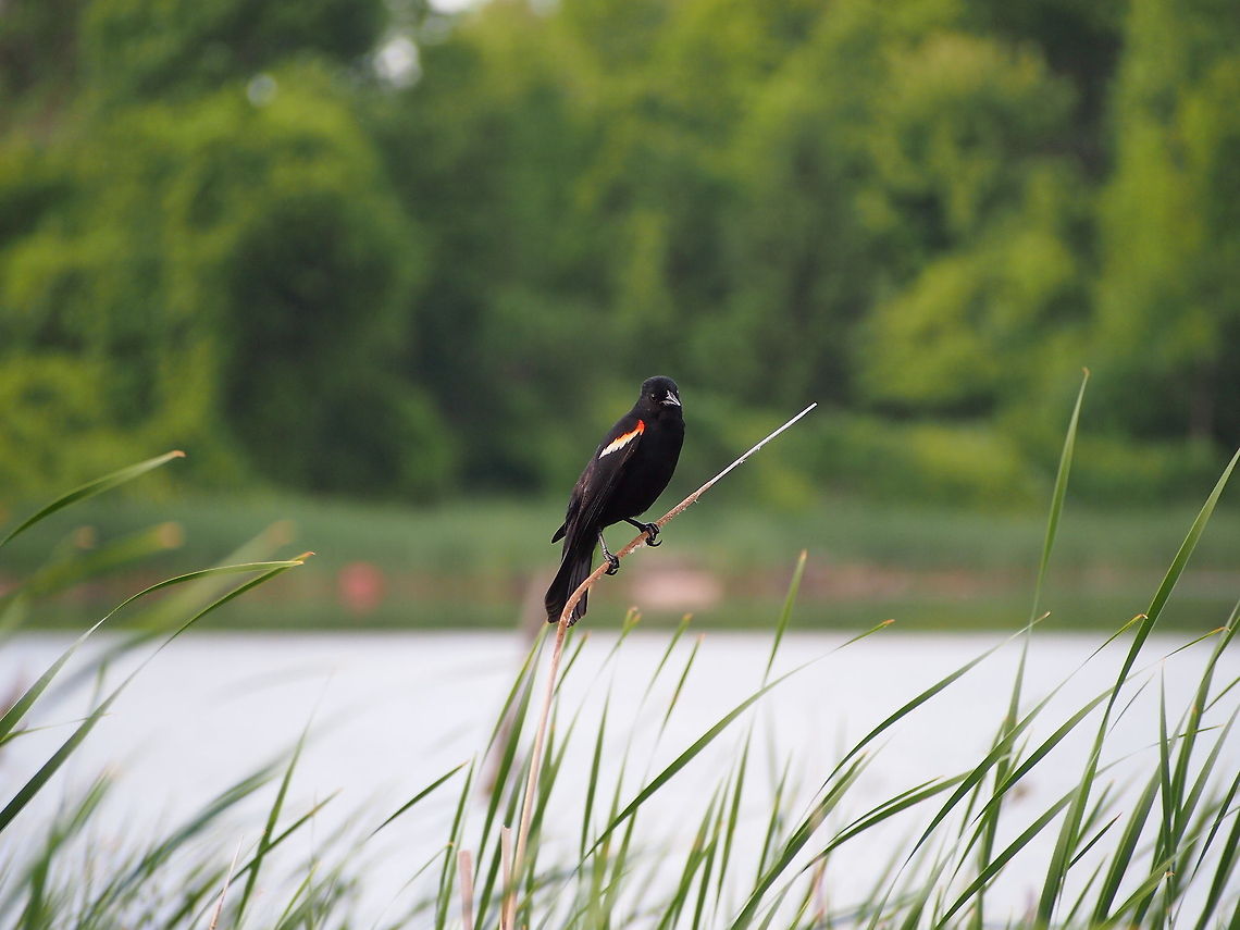 Red-winged blackbird (Agelaius phoeniceus)  Agelaius phoeniceus,Animal,Bird,Blackbird,Geotagged,Red-winged Blackbird,Red-winged blackbird,United States