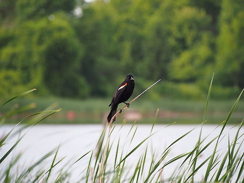 Red-winged blackbird (Agelaius phoeniceus)  Agelaius phoeniceus,Animal,Bird,Blackbird,Geotagged,Red-winged Blackbird,Red-winged blackbird,United States