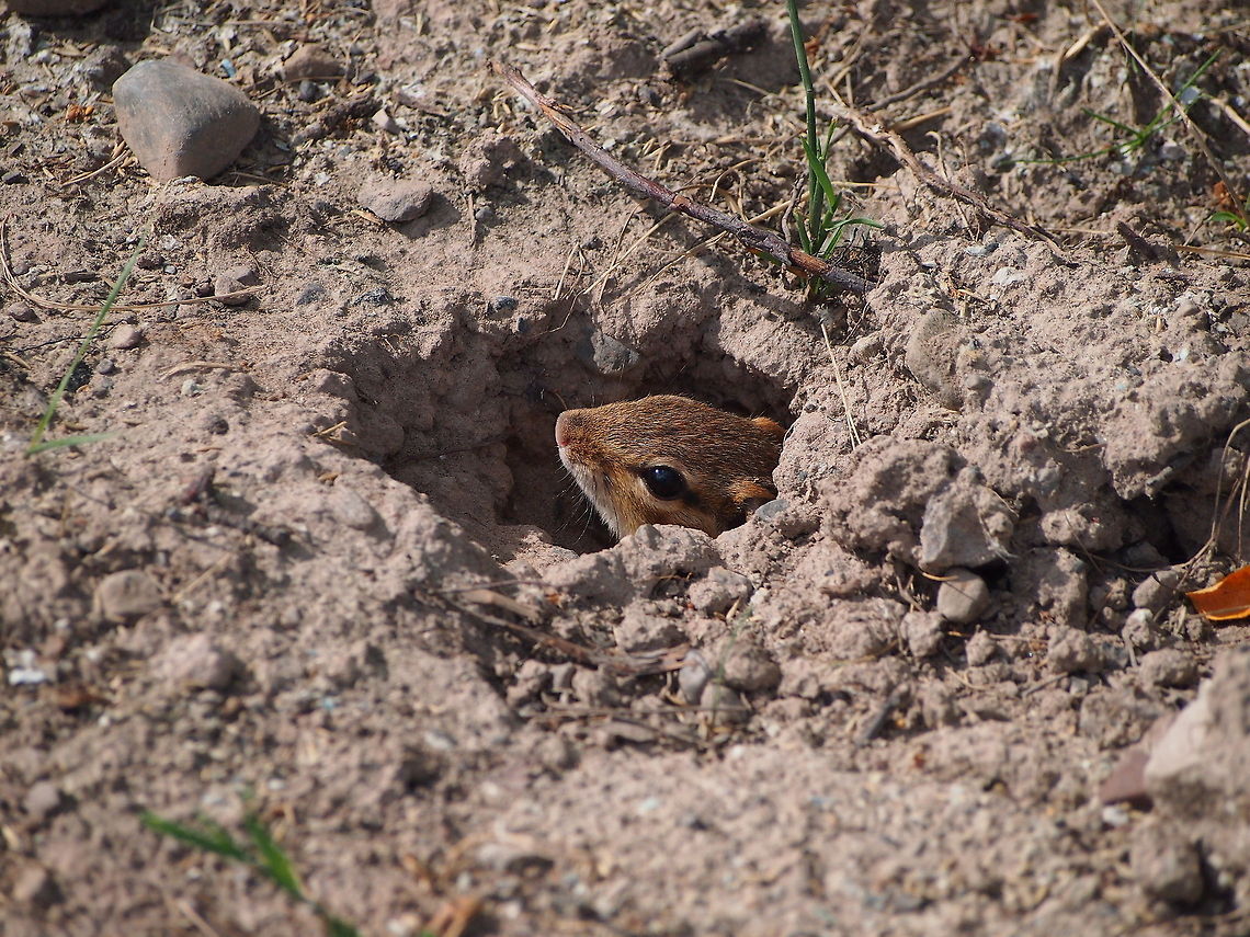 Eastern Chipmunk (Tamias striatus)  Animal,Chipmunk,Eastern chipmunk,Geotagged,Tamias striatus,United States