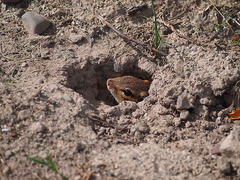 Eastern Chipmunk (Tamias striatus)  Animal,Chipmunk,Eastern chipmunk,Geotagged,Tamias striatus,United States