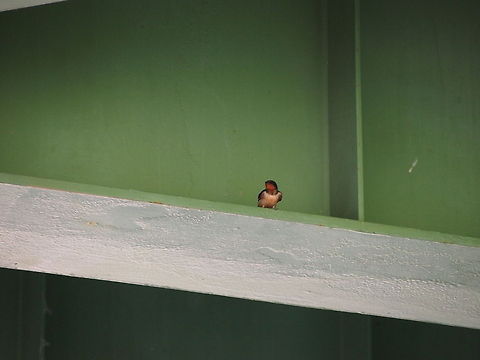 Barn Swallow (Hirundo rustica)  Animal,Barn Swallow,Bird,Geotagged,Hirundo rustica,Spring,Swallow,United States