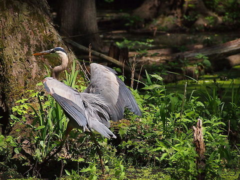 Great Blue Heron (Ardea herodias)  Algae,Animal,Ardea herodias,Bird,Geotagged,Great Blue Heron,Heron,United States
