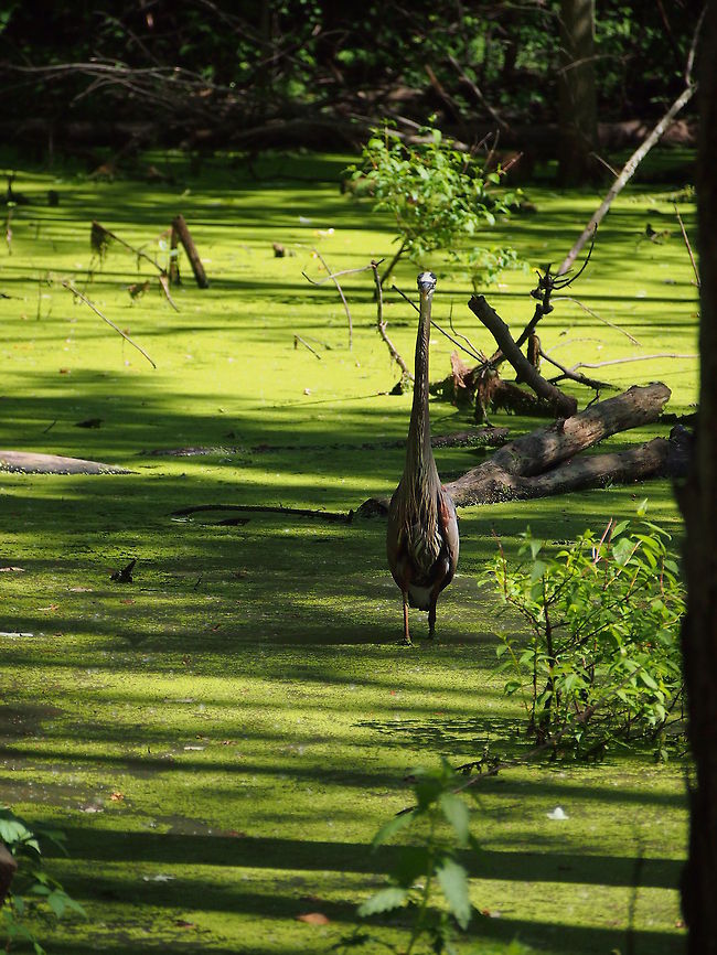 Great Blue Heron (Ardea herodias)  Algae,Animal,Ardea herodias,Bird,Geotagged,Great Blue Heron,Heron,United States