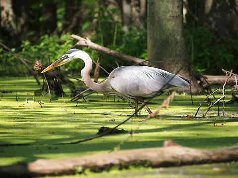 Great Blue Heron (Ardea herodias)  Algae,Animal,Ardea herodias,Bird,Geotagged,Great Blue Heron,Heron,United States