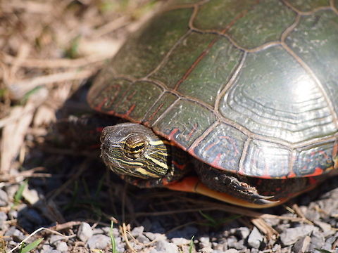 Painted turtle (Chrysemys picta)  Animal,Chrysemys picta,Geotagged,Painted Turtle,Painted turtle,Turtle,United States